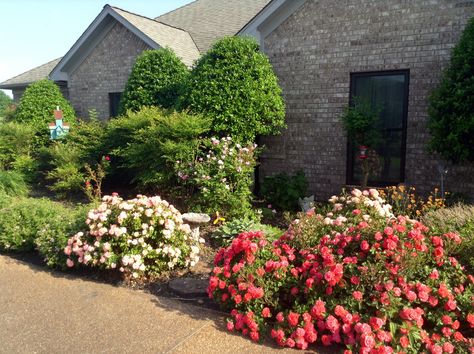 Drift Roses.  Peach and coral Coral Drift Rose, Roses Landscaping, Drift Roses, Front Yards, Ground Cover, Rose Garden, Front Garden, Front Yard, Garden Ideas