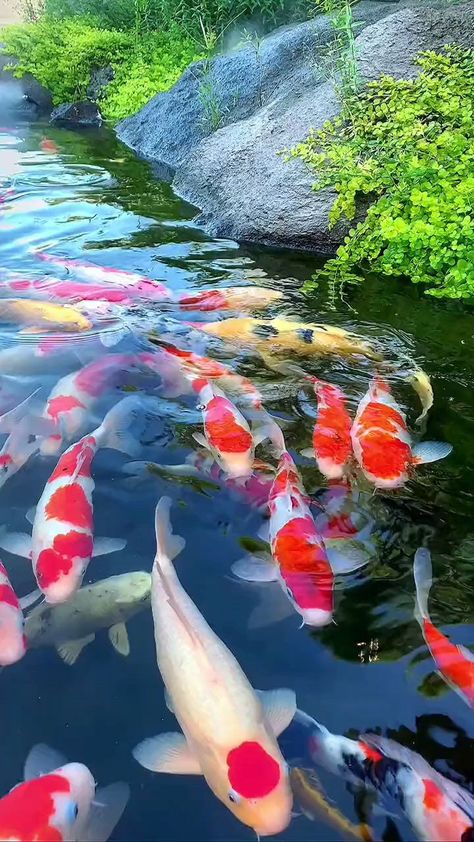 NATURE🏝 | BIRDS🐦 | ANIMALS🦄 (@wondrfuljourney) posted on Instagram: “Do you like colourful fish 🐠 #water #nature #photography #love #travel #sea #summer #rain #naturephotography #photooftheday #ocean #beach…” • Oct 22, 2021 at 6:53pm UTC Fishes Wallpaper Iphone, Colorful Fish Wallpaper, Live Wallpapers Moving Fish, Colourful Fish Photography, Art Identity, Beautiful Fishes, Fish Photography, Live Fish Wallpaper, Aquarium Live Wallpaper