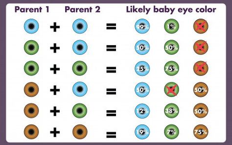 Color chart depicting the odds that your child will receive blue, green or brown eyes. Hetrochormia Eyes Blue And Green, People With Green Eyes Be Like, Blue Eye Color Chart, Black People With Blue Eyes, Eye Color Chart Genetics, Blue Eye Facts, Blue Brown Eyes, Blue Eyes Men, Green And Blue Eyes