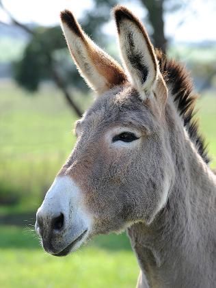 Cute Donkey, English Dictionary, A Donkey, Mini Horse, The Donkey, Zebras, Beautiful Horses, Animal Paintings, Beautiful Creatures