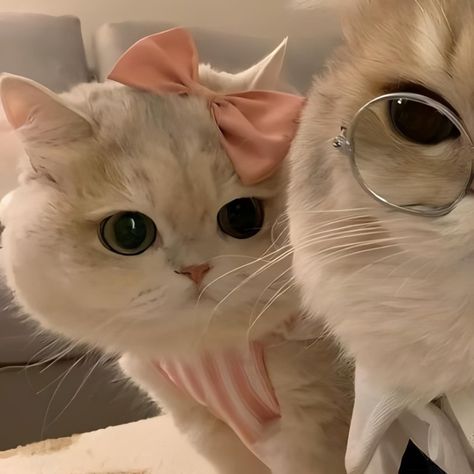 Couple Cats Pfp, Twin Pfp Aesthetic, Cp Pfp Matching, Cat Pfp Matching Couple, Cat Cp Pfp, Duo Pfps Matching, Aesthetic Couple Profile Pic, Cute Matching Cat Pfps, Couple Cat Profile