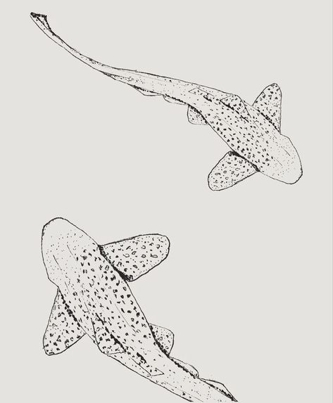 Leopard Shark Tattoos, Line Art Drawings Ocean, Reef Shark Tattoo Simple, Fine Line Animal Drawing, Fineline Whale Shark Tattoo, Linework Shark Tattoo, Leopard Shark Tattoo Fine Line, Simple Lower Back Tattoos For Women, Ocean Fineline Tattoo