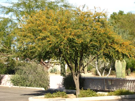 Huisache Gooseberry Tree, Snake Wood, Elephant Ears, Tree Seeds, Natural Herbs, Fragrant Flowers, Seed Starting, Southeast Asia, Philippines