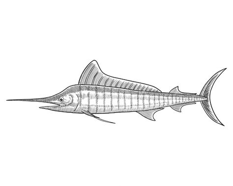 Marlin Drawing, Marlin Illustration, Marlin Tattoo, Tattoo Dino, Fish Engraving, White Marlin, Fish Sketch, Marlin Fish, Drawn Fish