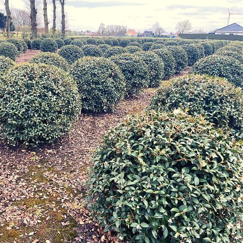 Osmanthus x burkwoodii topiary ball Topiary Balls, Topiary Plants, Spring Fruit, Garden Border, Fragrant Garden, Carport Designs, Fragrant Plant, Image Name, Courtyard House