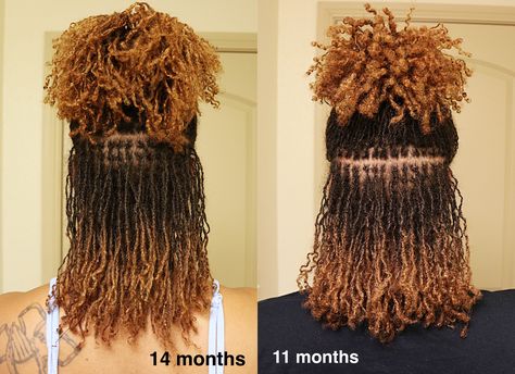 Micro Locs Color, Sisterlocks Color Highlights, Color Sisterlocks Black Women, Coloured Microlocs, Sisterlocks Color Ideas, Brown Sisterlocks, Ombre Sisterlocks, Micro Locs With Curly Ends, Ginger Sisterlocks