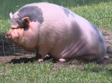 Pot Belly Pig, Nature Photography Animals, Fat Animals, Pig Images, House Pets, Pot Belly Pigs, Pot Belly, Pig Art