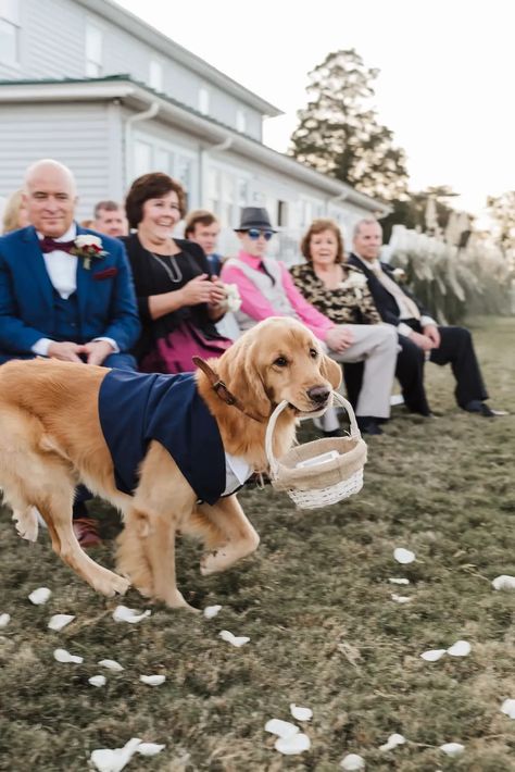 Wedding Ceremony Order, Simple Wedding Ceremony, Ceremony Order, Order Of Wedding Ceremony, Ring Basket, Jasmine Wedding, Dog Tuxedo, Wedding First Dance, Beach Wedding Inspiration