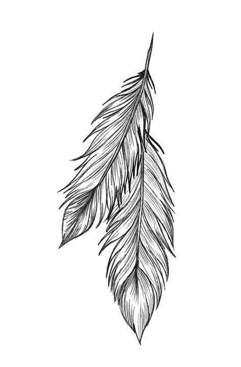 Feather Quill Pen Tattoo, Feather Colouring Page, Feather Tattoo Stencil, Quill Pen Tattoo, Feather Tattoo Art, Feather Line Art, Feather Tattoo Drawing, Feather Drawings, Tattoo Plume