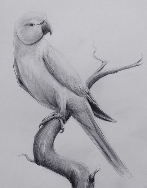 Indian Ringneck Parrot Drawing & Pencil Sketch JPG #pencil #sketch #jpg #drawing #art #birds Bird In A Tree Drawing, Pencil Art Drawings Birds, Pencil Drawings Birds, Color Sketches Drawing, Indian Drawing Pencil, Sketch Of Parrot, Animals Pencil Sketch, Parrot Drawing Pencil, Bird Sketch Realistic