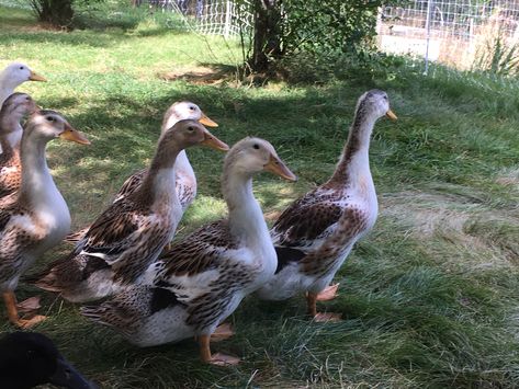 Silver Appleyard Ducks, Appleyard Ducks, Duck Ideas, Small Farms, English Interior, Egg Production, Small Farm, Ducks, Fur Babies