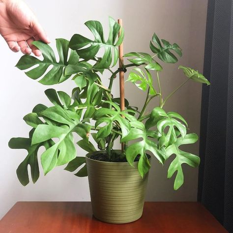 Rhaphidophora tetrasperma Philodendron Minima, Watermelon Peperomia, Rhaphidophora Tetrasperma, Plant Benefits, Plants Are Friends, Philodendron Monstera, Inside Plants, Indoor Gardens, House Plants Decor