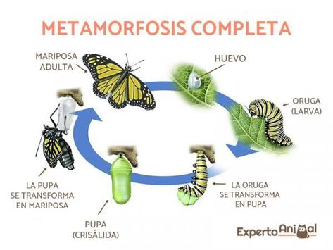 Butterfly Hatching, Butterfly Pupa, Butterfly Species, Butterfly Life Cycle, Homeschool Science, Cute Texts, Conceptual Art, Life Cycles, Branding Inspiration