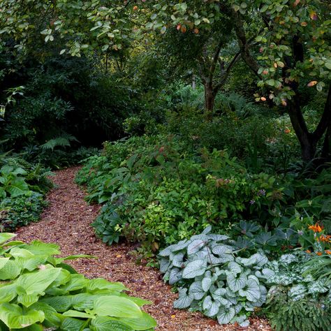 Woodland garden ideas: simple ways to create a serene spot | Ideal Home Woodland Garden Path Ideas, Woodland Backyard Landscaping, Small Woodland Garden, Woodland Landscaping Ideas, Woodland Garden Ideas, Garden Ideas Simple, Woodland Garden Design, Wooded Backyard Landscape, Hillside Garden