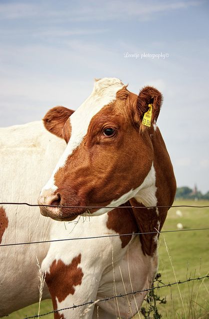 When the ol' girls do this, they are usually planning a breakout.....lol Ayrshire Cow, Dairy Cows Holstein, Super Cow, Gado Leiteiro, Raising Cattle, Cow Photography, Cow Photos, Dairy Cattle, Holstein Cows