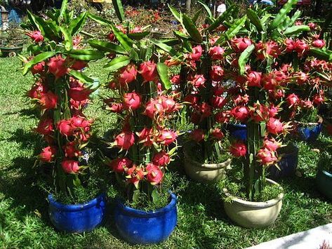 How to Grow Dragon Fruit - Plant Instructions How To Grow Lychee, Dragon Fruit Garden, Grow Banana Tree, How To Grow Dragon Fruit, Dragon Fruit Tree, Dragon Fruit Cactus, How To Grow Bananas, Dragon Fruit Plant, Buah Naga