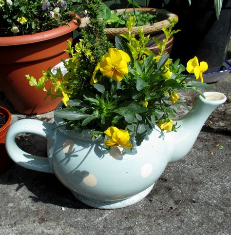 Plant in teapot Pot Plants, Garden Flowers, Watering Can, Fresh Air, Potted Plants, Flower Pots, Flower Garden, Tea Pots, Arts And Crafts