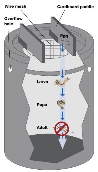 To Aedes aegypti, ovitraps appear to be ideal locations to lay their eggs. The female lays its eggs on the paddles. The eggs then fall beneath the mesh, where the mosquitoes develop through the immature larval and pupal stages. When the adult mosquitoes emerge, however, they are trapped beneath the mesh and are unable to escape from the ovitrap. Kill Mosquito Larvae, Mosquito Dunks, Female Mosquito, Learn Science, Water Storage Containers, Mosquito Larvae, Nature Education, Kill Mosquitos, Mosquito Trap