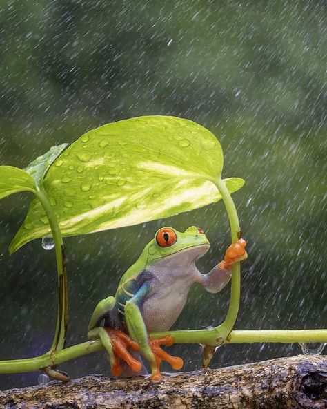 Tree frog Red eyes under an umbrella leaf Congratulations Photos, Frog House, Wow Photo, Hummingbird Pictures, Frog Pictures, Frog And Toad, Tree Frogs, Cute Frogs, Wildlife Animals