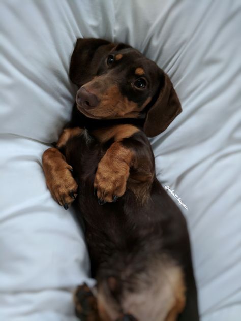 @schmitt.happenss on Instagram ♥️FOLLOW ON INSTAGRAM FOR MORE♥️ #dachshund#miniaturedachshund#doxie#dackel#teckel#dogs#puppy#love#cute#animals#photography#sausagedog#wienerdog#wiener#hotdog#sausage#weeniedog#puppylove#puppyfat#fluffy#adorable Weiner Dogs Aesthetic, Daushaund Puppies, Aesthetic Sausage Dog, Daschund Aesthetics, Aesthetic Daschund, Cute Sausage Dogs, Duchhound Dog, Fluffy Sausage Dog, Doxen Puppies