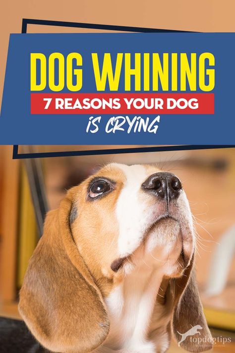 Dog Whining: 7 Reasons Your Dog is Crying Dog Whining, Dog Paw Care, Dog Crying, Dog Restaurant, Dog Skin Care, Dog Behaviorist, House Training Dogs, Best Dog Training, Older Dogs