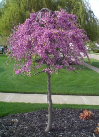 Good size tree - not too tall - just enough to block the neighbors. Weeping Redbud Tree, Weeping Redbud, Weeping Trees, Cheap Landscaping Ideas, Red Maple Tree, Landscaping Trees, Redbud Tree, Red Bud, Front Landscaping