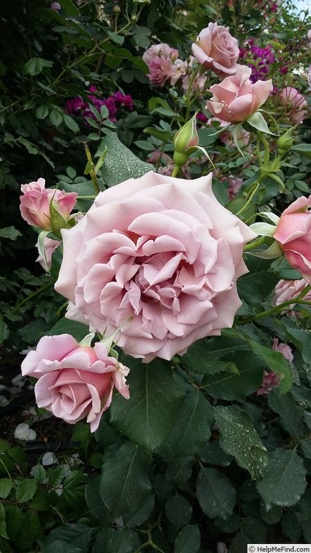 Koko Loco Rose, Flower Farm Business, I Beg Your Pardon, Playhouse Bed, Cut Garden, Paris Chateau, Wholesale Flowers Wedding, Wholesale Roses, Farming Business