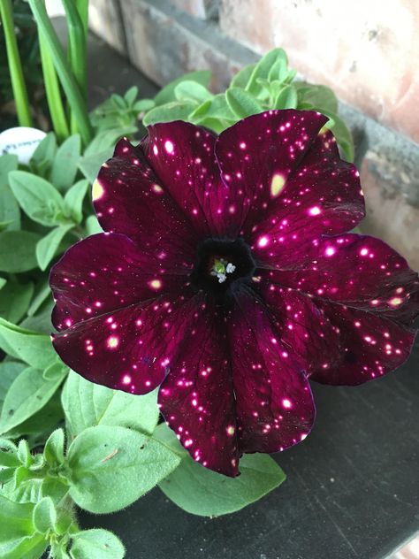 Starry sky petunias come in burgundy too and are just as mesmerizing. Night Sky Petunia, Future Garden, Art Fantasy, Diy Garden Projects, Diy Plants, Secret Obsession, Starry Sky, Petunias, Permaculture