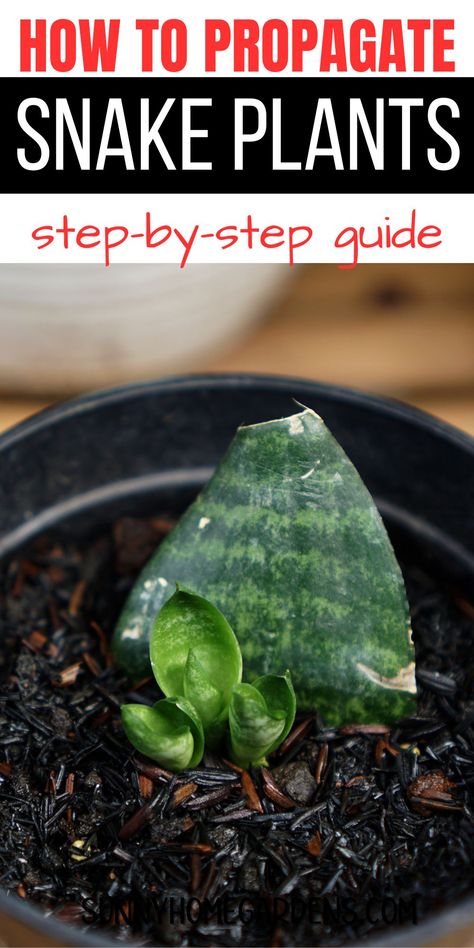 This step-by-step guide will show you how to propagate snake plants effectively. Whether in water or soil, learn the best methods to ensure success with your indoor plants. Propagating Plants In Water, How To Propagate Snake Plant, Propagate Snake Plant, Houseplant Propagation, Snake Plant Indoor, Snake Plant Propagation, Propagate Plants, Snake Plant Care, Plant Tips