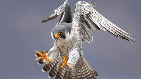 Today's article comes from CritterFacts author Emily Stauss! This wonderful in-depth article talks about the fastest animal on the planet. And spoiler...it's not the cheetah!  #critterfacts #falcon #cheetah #peregrinefalcon #peregrine #bird #birds #wildlife #fast #fastest #quick #backyard #monday #wow Grassland Habitat, Photo Facts, Flightless Bird, Peregrine Falcon, Red Tailed Hawk, Peregrine, All Birds, Mystical Creatures, Small Birds