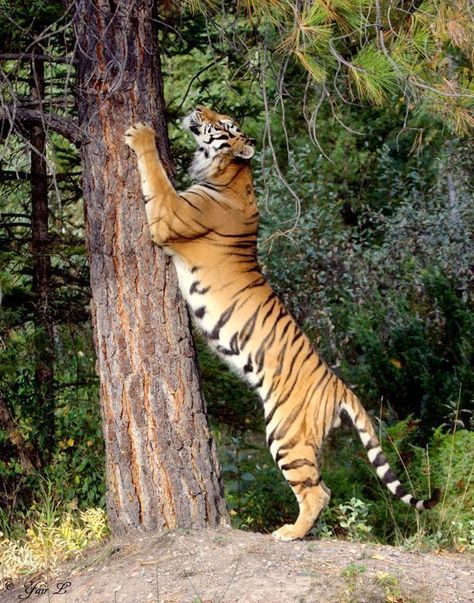 Tiger standing tall Tiger Standing Up, Tiger Standing, Tiger Reference, Male Tiger, Save The Tiger, Panthera Tigris, Cat Species, Tiger Pictures, Jungle Cat