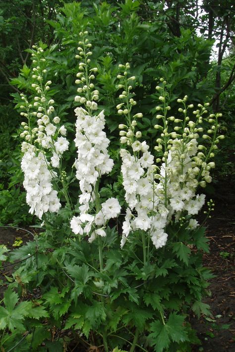 Delphinium 'Green Twist' Perennial Garden Ideas, Delphinium White, Perennials Low Maintenance, Shrubs For Landscaping, Magic Fountain, Pallet Projects Garden, Long Blooming Perennials, Green Gardens, Flower Types