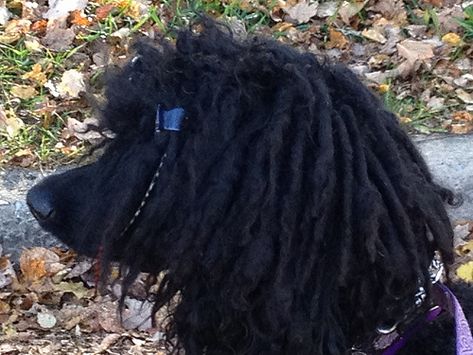 Poodle With Dreads, Corded Poodle, Standard Poodle Haircuts, Parti Poodle, Poodle Haircut, Poodle Toy, Poodle Miniature, Poodle Cuts, Poodle Grooming