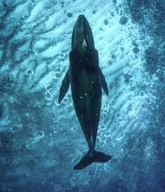 A picture of a large  A picture of a large whale from above #marinelife #whale Whale Front View, Whale Top View, Whale From Above, Whale Mouth Open, Underwater Whale Photography, Whale Swimming In The Sky, Largest Whale, Save The Whales, Spinning Reels