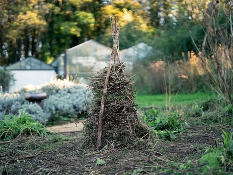 Insect Habitat, Hanging Orchid, Earth Projects, Habitat Garden, Courtyard Gardens, Garden Insects, Garden Junk, The Bug, Wildlife Gardening