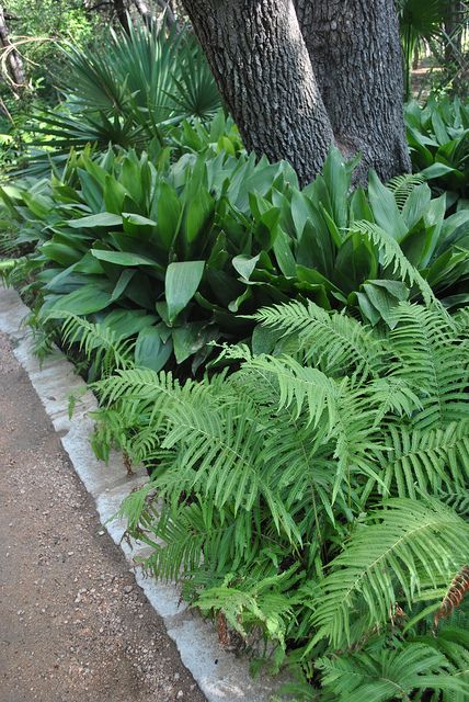 cast iron plant & fern by aodland, via Flickr west fence idea, ferns grow well, add cast iron plant Aspidistra Elatior, Ferns Garden, Cast Iron Plant, Tropical Garden Design, Iron Plant, Garden Design Plans, Creative Gardening, Woodland Garden, Tropical Landscaping