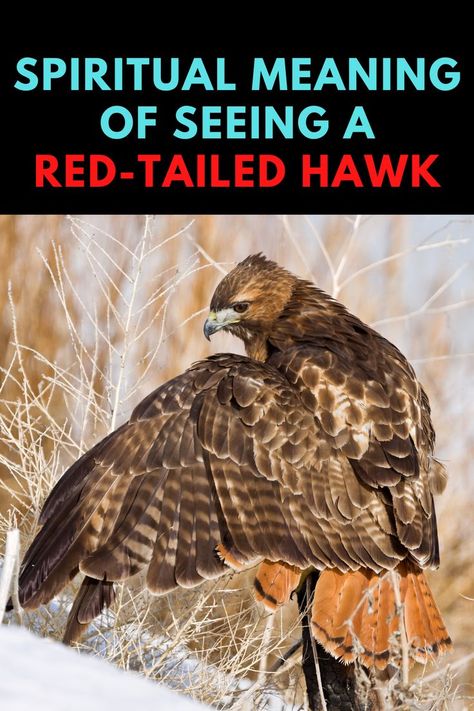 Red Tailed Hawk Spiritual Meaning, Red Tailed Hawk Spirit Animal, Red Tail Hawk Meaning, Hawk Meaning Spirit Animal, Red Tailed Hawk Tattoo Feminine, Red Hawk Tattoo, Native American Hawk Tattoo, Hawk Spiritual Meaning, Red Tail Hawk Tattoo