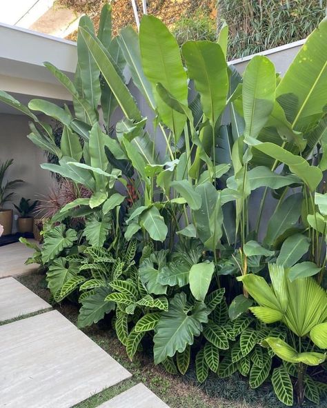 Tropical Backyard Landscaping, Pool Plants, Tropical Landscape Design, Tanaman Indoor, Tanaman Pot, Tropical Garden Design, Jungle Gardens, Tropical Backyard, Courtyard Gardens Design