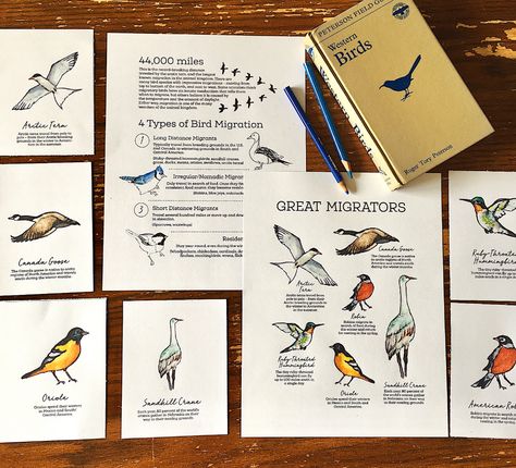 Free Bird Migration Printable – Raising Up Wild Things Birds Preschool, Migration Activities, Study Pack, The Robins, Homeschool Nature Study, Nature School, Bird Migration, Outdoor Education, Migratory Birds