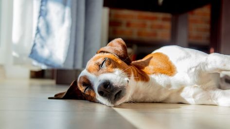 Young jack russell terrier dog sleeping ... | Premium Photo #Freepik #photo #sleeping-dog #dog-animal #funny-dog #dog-pets Melatonin For Dogs, Sleep Facts, Facts About Dogs, Bored Dog, Dog Sleeping, About Dogs, Purebred Dogs, Dog Facts, Terrier Puppy