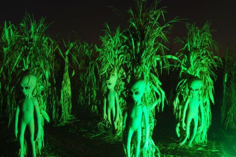 Haunted Trail Ideas, Haunted Maze, Halloween Attractions, Haunted Woods, Halloween Maze, Haunted Hayride, Alien Halloween, Halloween Events, Haunted Forest