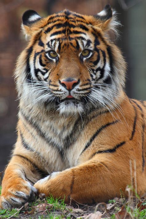 Tiger portrait stock image. Image of portrait, head, animal - 11728393 Male Tiger, Tiger Photography, Tiger Portrait, Dekoratívne Vence, Wild Animal Wallpaper, Wild Animals Photography, Tiger Pictures, Big Cats Art, Siberian Tiger