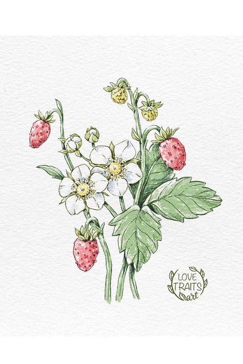 A Taste of Nature's Bounty 🌿🍓🎨 Let my illustration of wild strawberries enchant your senses. #FlowerArt #DigitalMagic #ProcreateArtistry Wild Strawberry Drawing, Strawberry Art Illustration, Strawberry Illustration, Lil Doodles, Strawberry Drawing, Strawberry Art, Strawberry Leaves, Wild Strawberry, Nature's Bounty