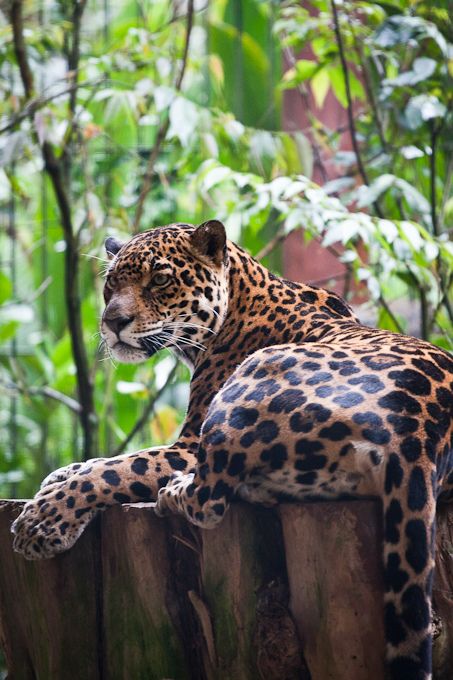 Jaguar Reference, Great Cat, Large Cats, Leopards, Animal Planet, Lynx, Animal Photo, Exotic Pets, Wild Animals