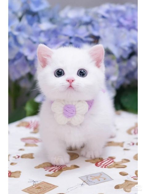 Cute Cat Crafts, Cat X Dog, Dog Matching Pfp, Cats Animated, Funny Cat Face, Dog Match, Colorful Hairstyles, Funny Cat Faces, Funny Cat Wallpaper