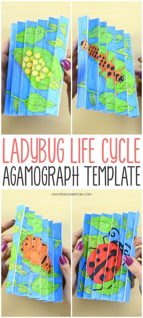 Ladybug Life Cycle Agamograph Template Craft for Kids #papercraftforkids #craftforkids #ladybugcrafts Life Cycles Art, Life Cycle Art Projects For Kids, Ladybug Art For Kids, Agamograph For Kids, Life Cycle Of A Ladybug, Agamograph Template, Bug Craft, Ladybug Life Cycle, Life Cycle Craft