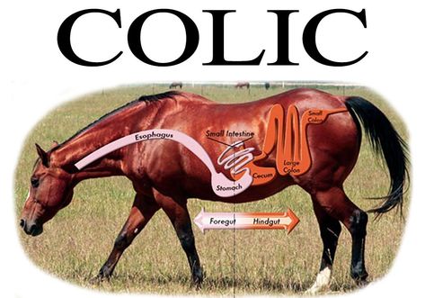 Colic In Horses, Equine Vet, Equine Anatomy, Horse Nutrition, Equine Nutrition, Horse Magazine, Horse Care Tips, Horse Supplements, Horse Info