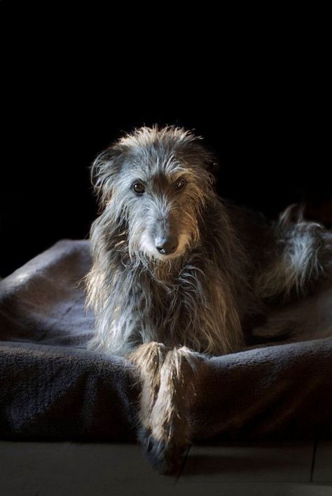 Miss Video, Irish Wolfhound Dogs, Wolfhound Dog, Tattoo Animal, Sight Hounds, Scottish Deerhound, Irish Wolfhounds, English Village, Irish Wolfhound