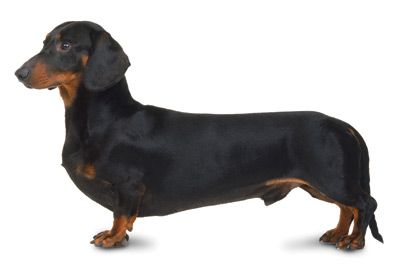 Dachshund Side View, Dachshund Photography, Dachshund Breed, Dog Stock Photo, Black Dachshund, Every Dog Breed, Weiner Dogs, Rocket Man, Felting Ideas