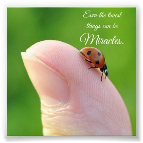 Inspirational Quotes Ladybug Ladybug Quotes, Good Morning Sunday Images, Miracle Quotes, Tiny Miracles, Lady Bug Tattoo, Square Photo, Original Quotes, Lady Bugs, Beautiful Bugs